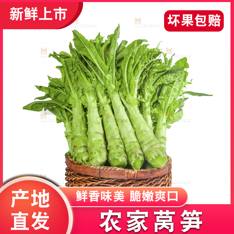 白底上的新鲜莴笋