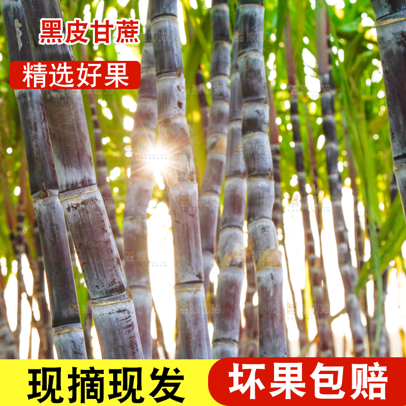 地里的黑皮甘蔗
