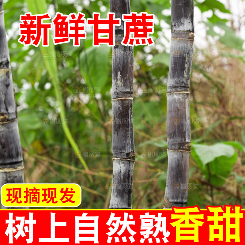 地里的黑皮甘蔗