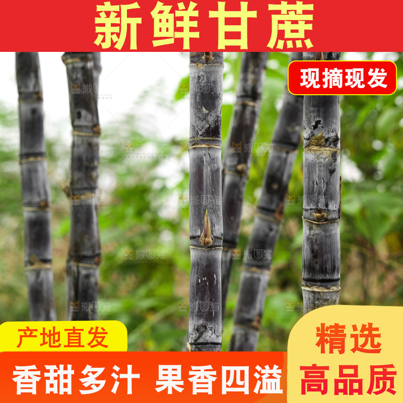 地里的黑皮甘蔗