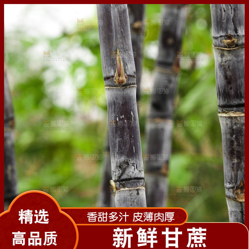 地里的黑皮甘蔗