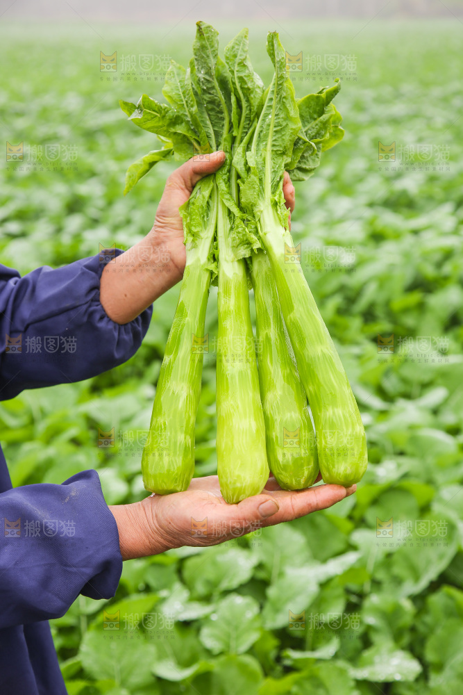 莴笋