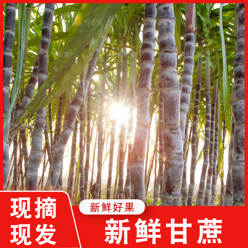 地里的黑皮甘蔗