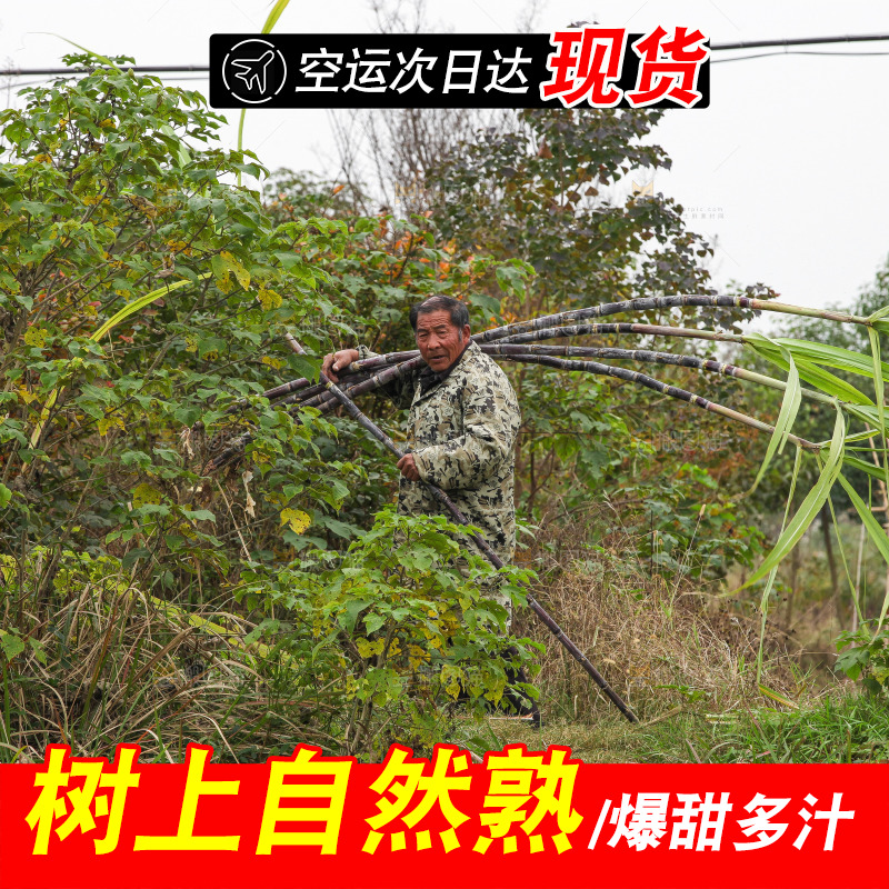 地里的黑皮甘蔗