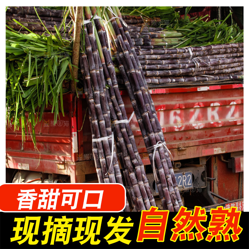 地里的黑皮甘蔗