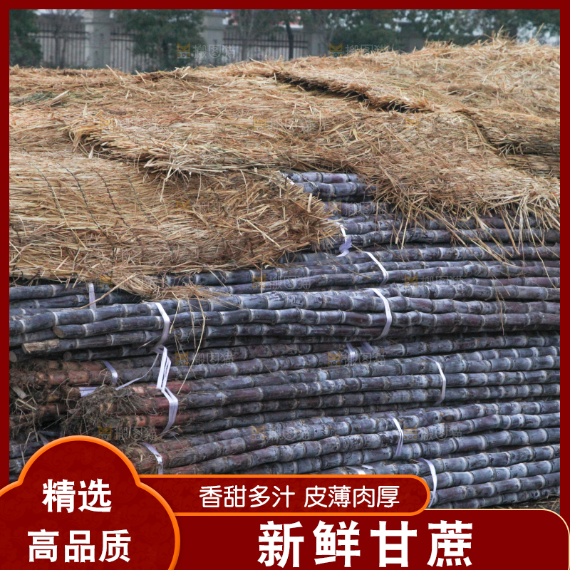 地里的黑皮甘蔗