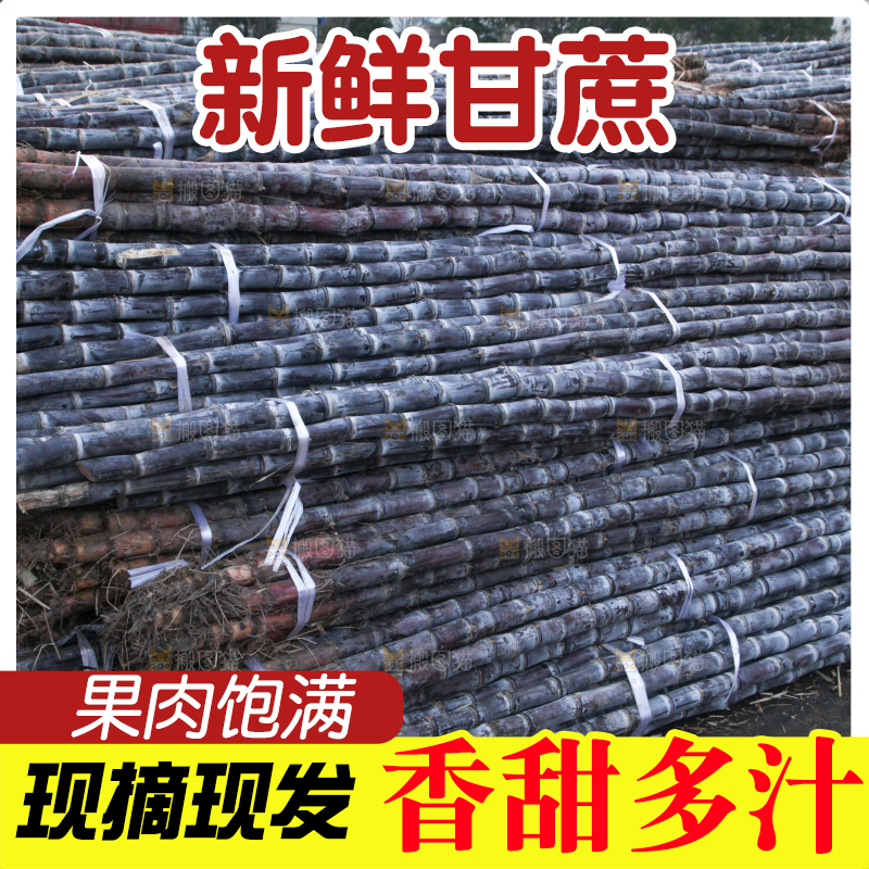 地里的黑皮甘蔗