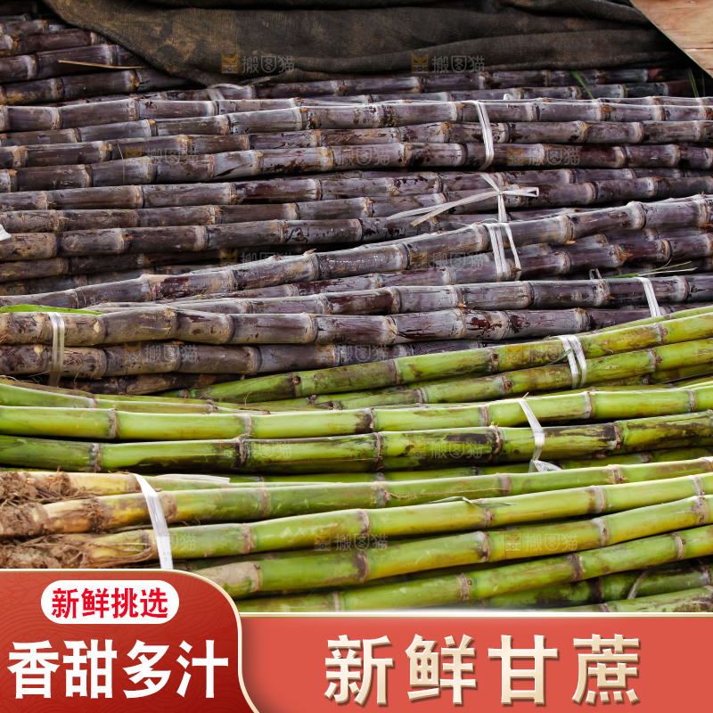 地里的黑皮甘蔗