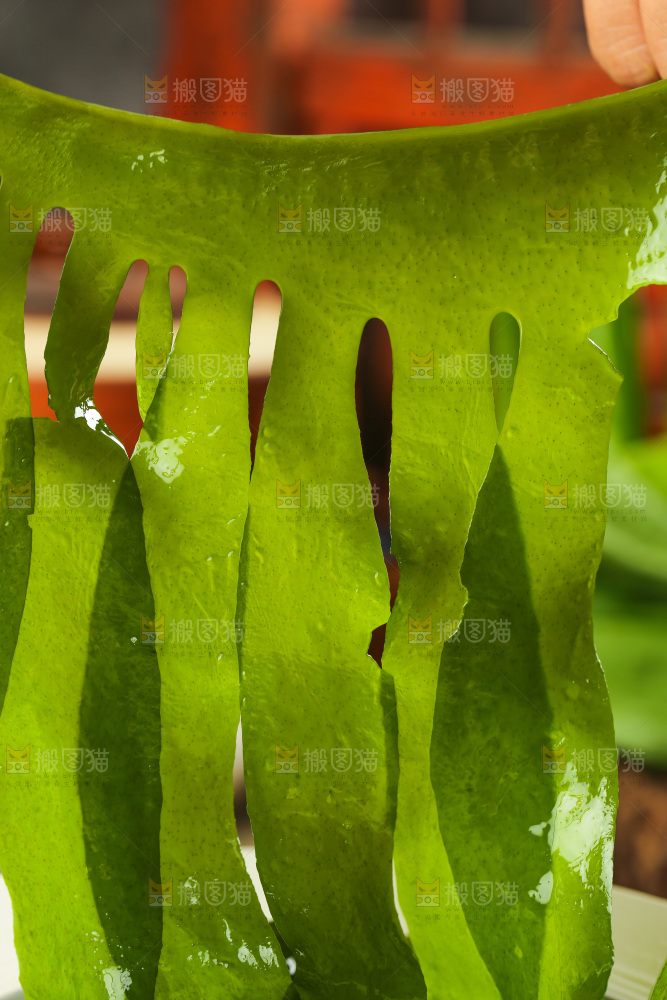 深底上的裙带菜