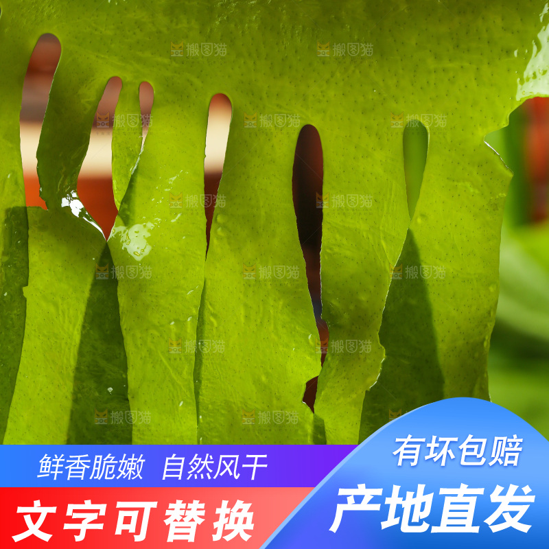 深底上的裙带菜