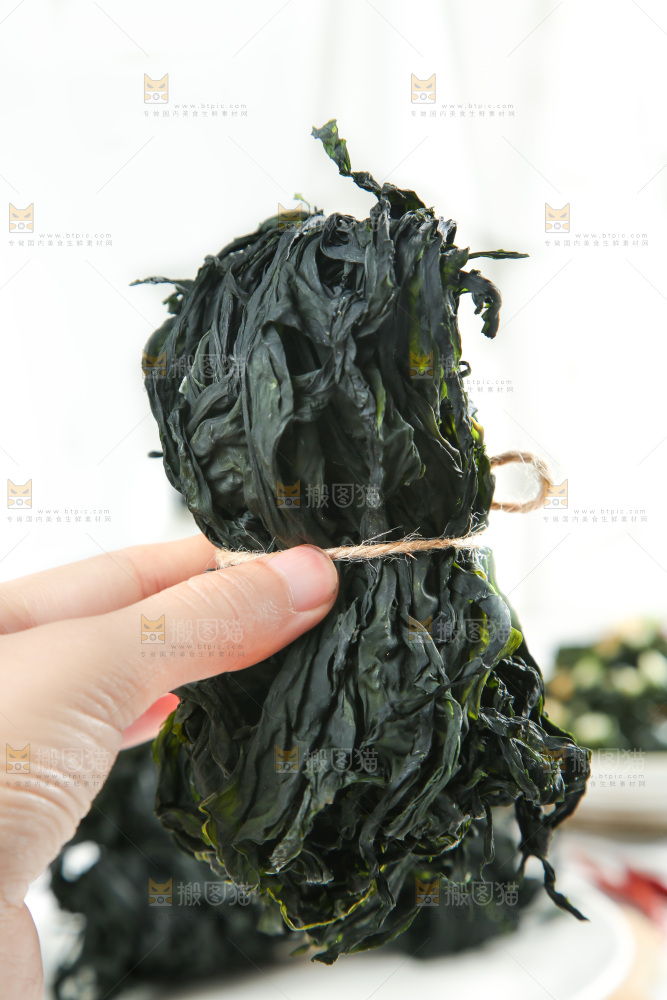 浅底上的裙带菜
