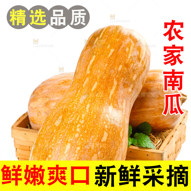 白底上的老南瓜