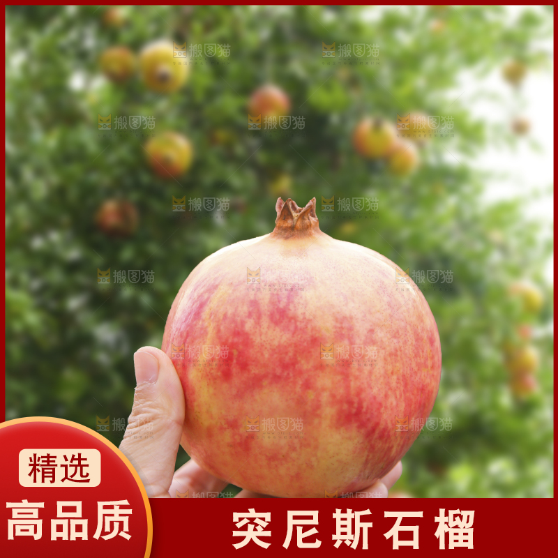 手里拿着突尼斯石榴