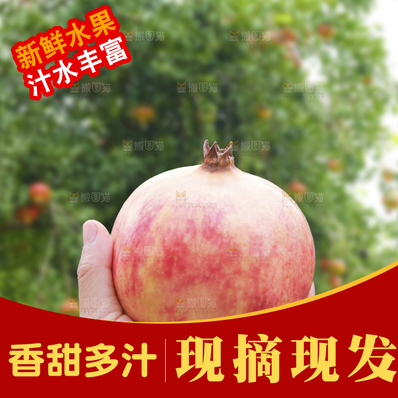 手里拿着突尼斯石榴