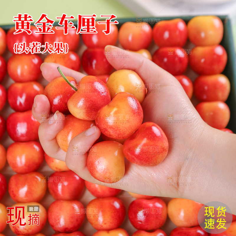 浅底上的黄金车厘子