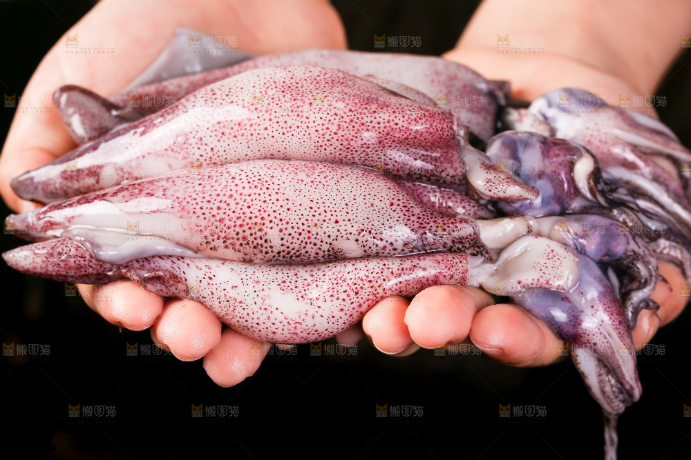 黑底上的海兔