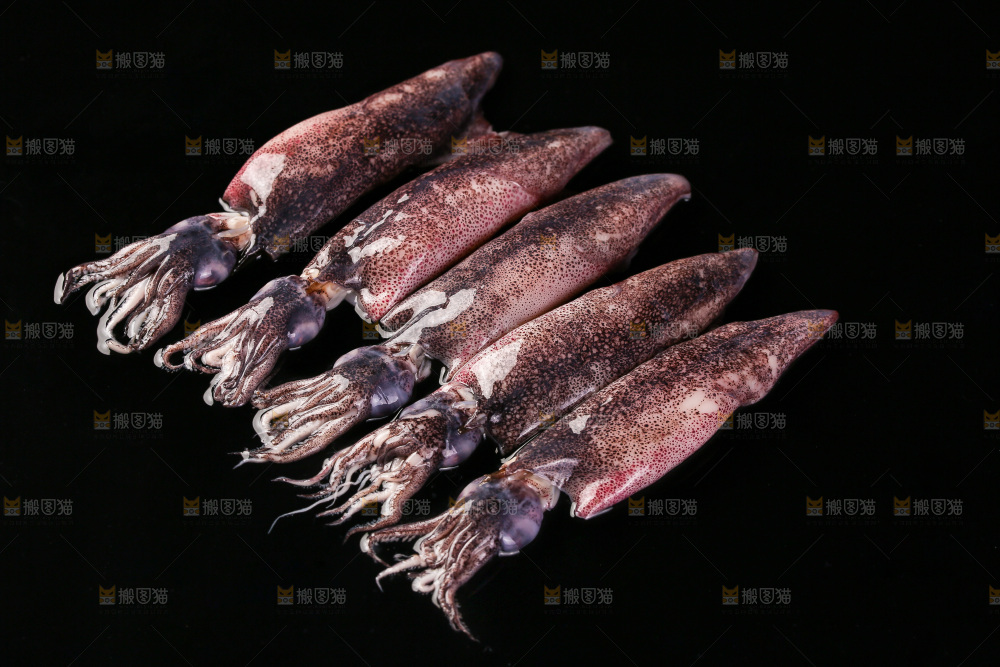黑底上的海兔