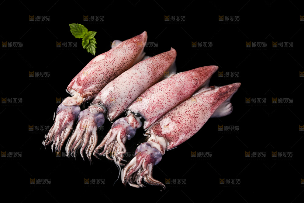 黑底上的海兔