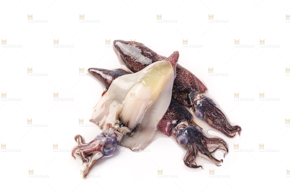 白底上的海兔