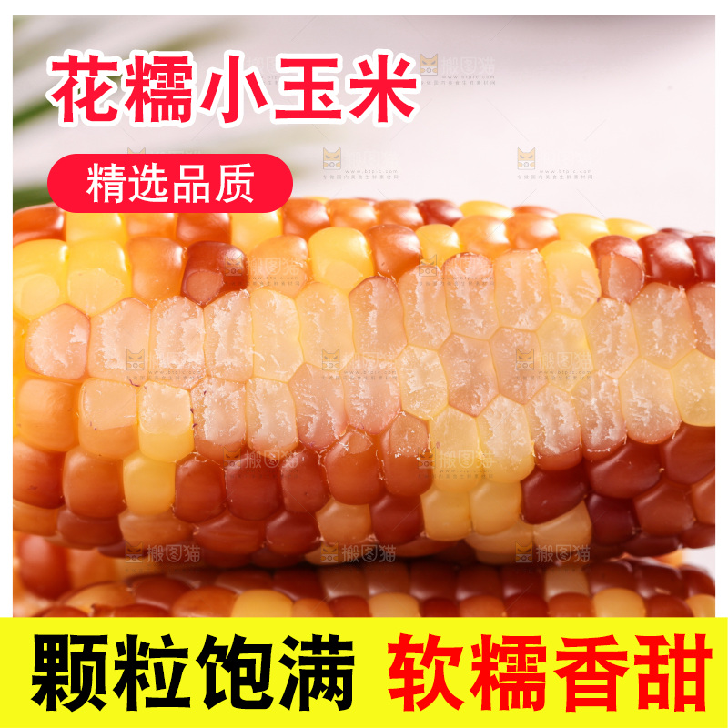 浅底上的小花糯玉米