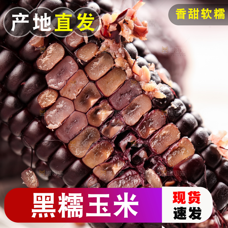 浅底上的黑糯玉米