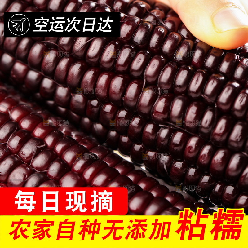 浅底上的黑糯玉米