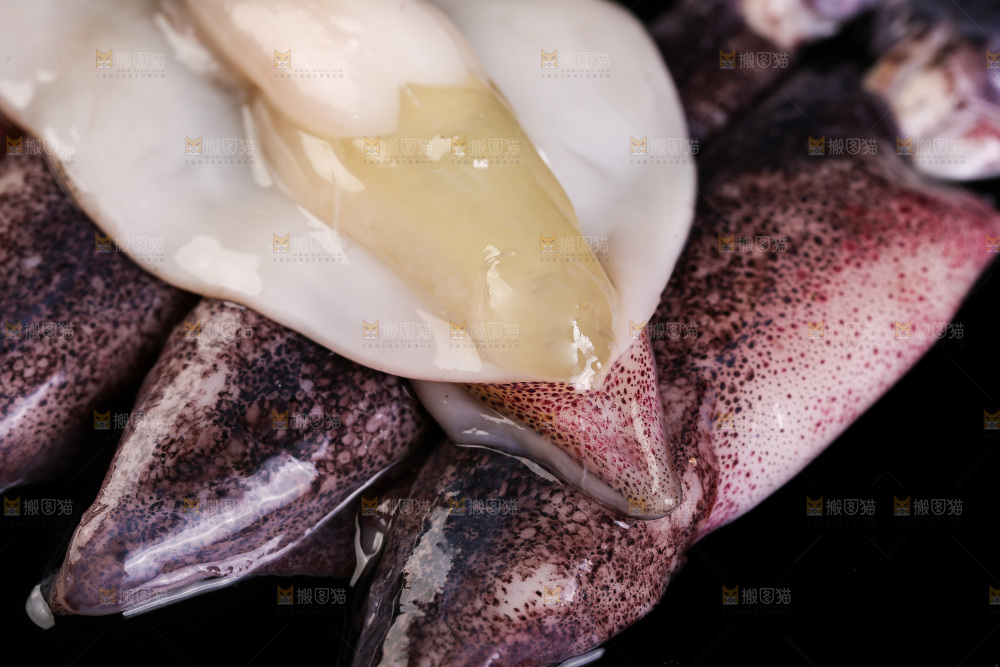 黑底上的海兔