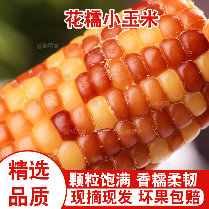 浅底上的小花糯玉米