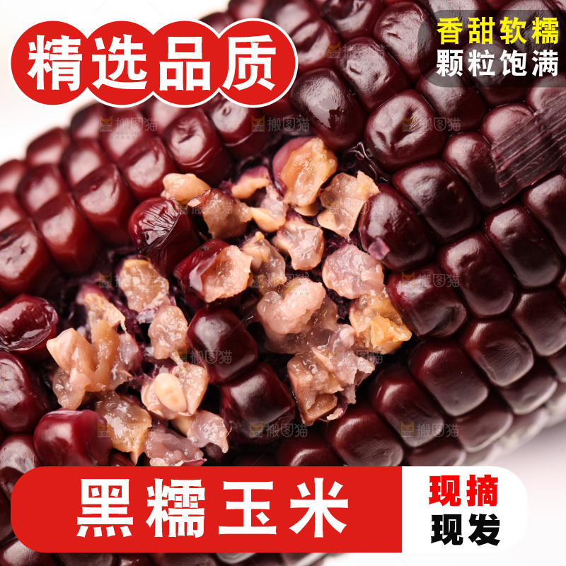 浅底上的黑糯玉米