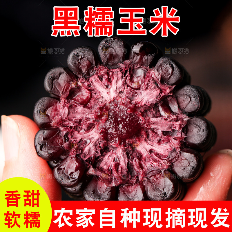浅底上的黑糯玉米