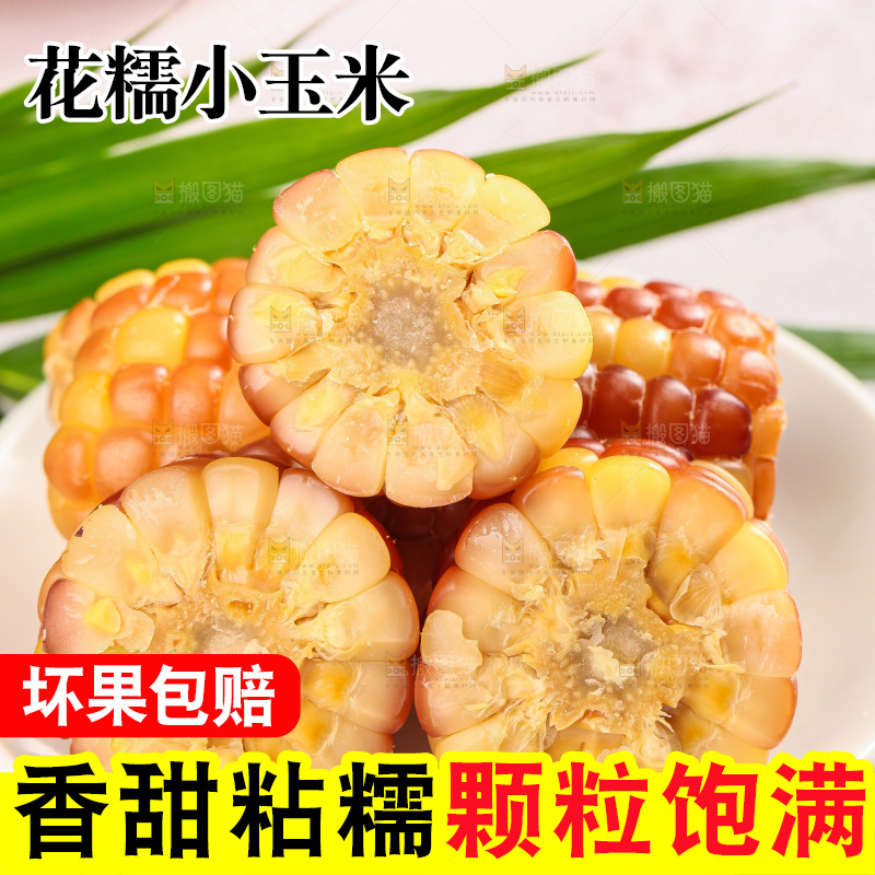 浅底上的小花糯玉米