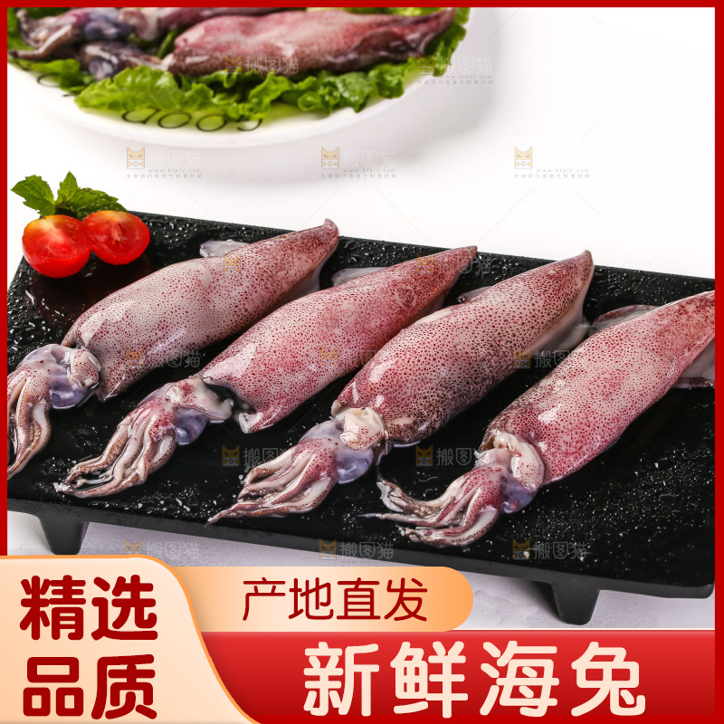 白底上的海兔