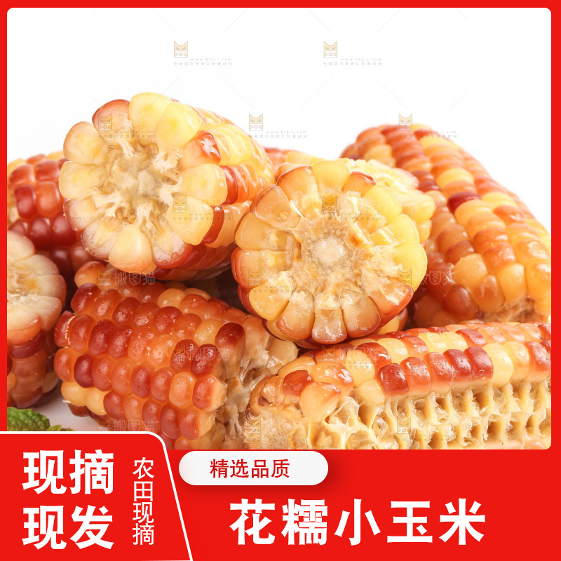 白底上的小花糯玉米