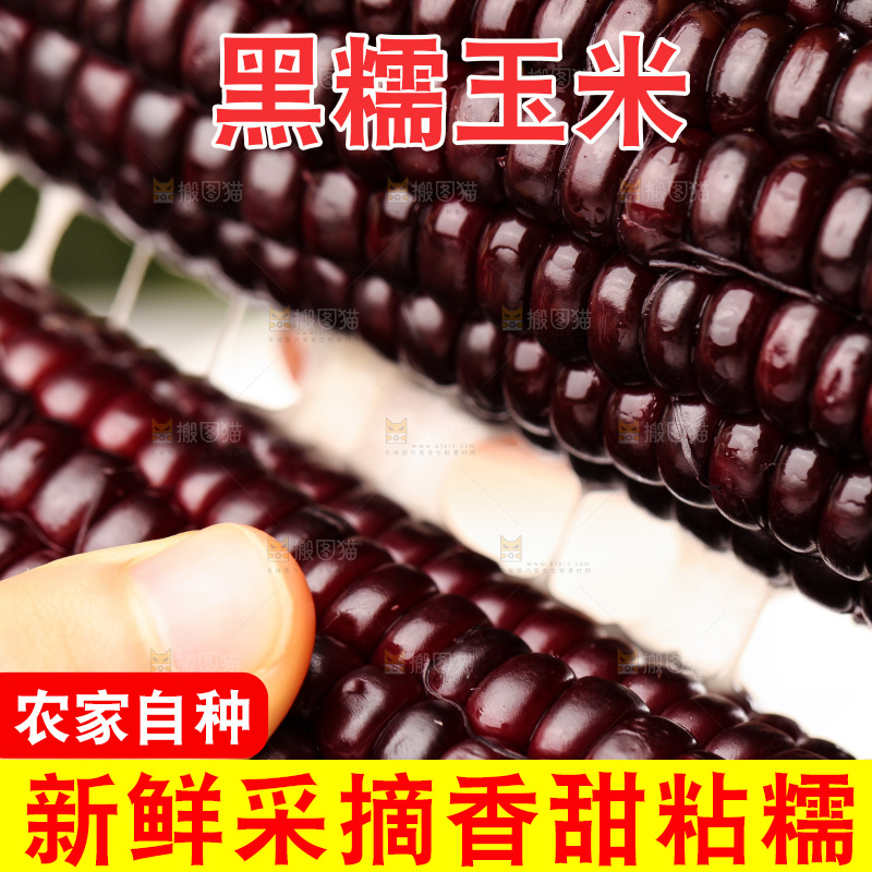 浅底上的黑糯玉米