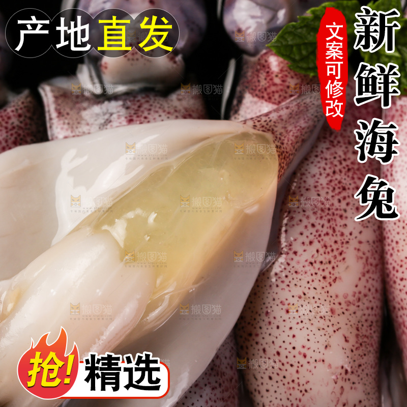 黑底上的海兔