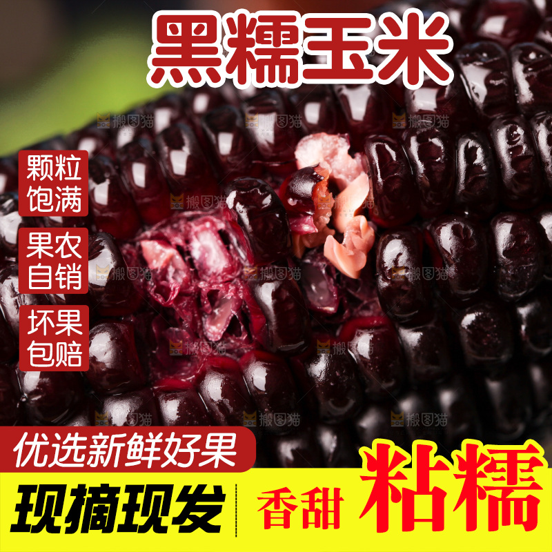 浅底上的黑糯玉米