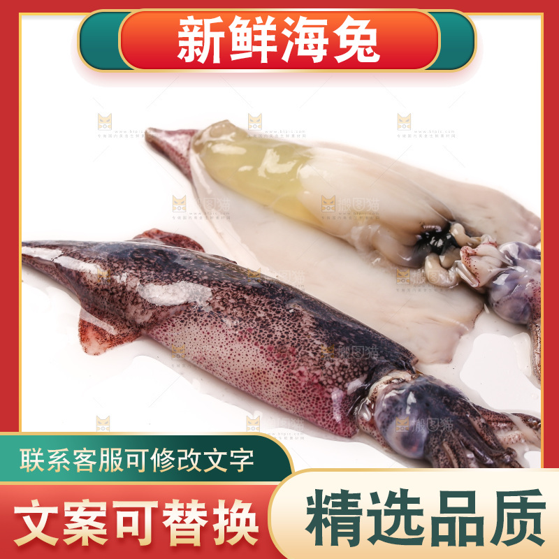 白底上的海兔
