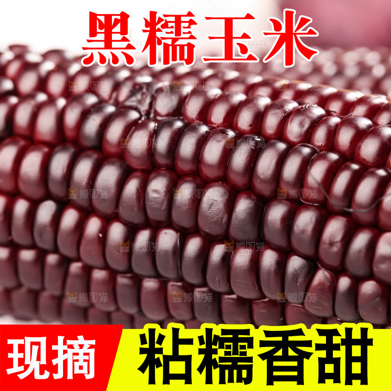 浅底上的黑糯玉米