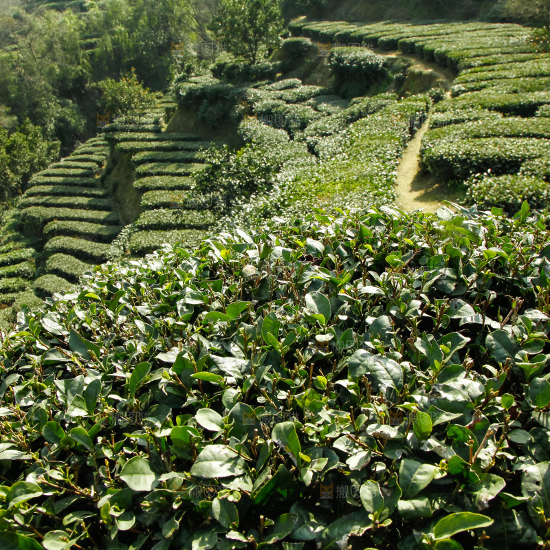 山上的大片茶园