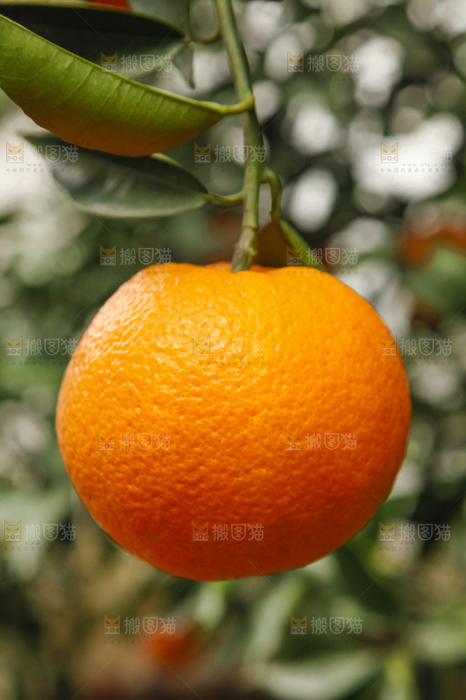 树上的新鲜橙子