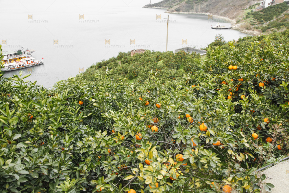 树上的新鲜橙子