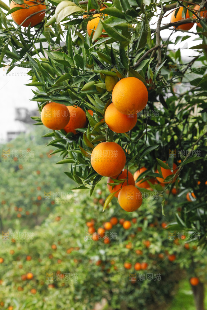 树上的新鲜橙子
