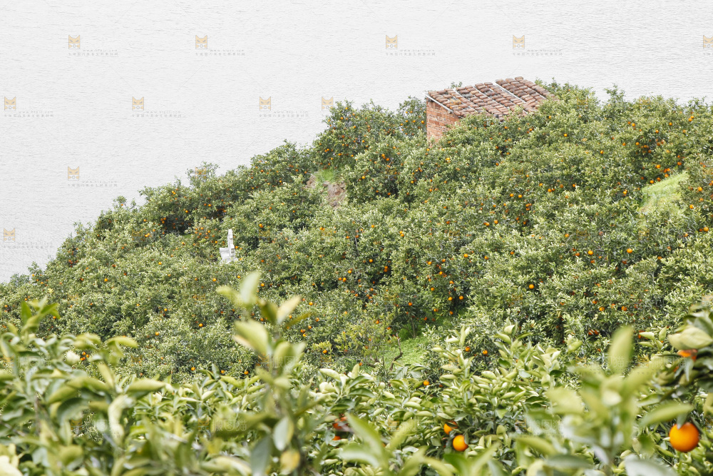 树上的新鲜橙子