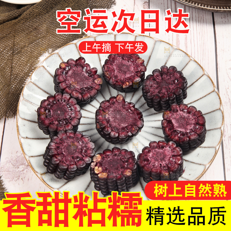 浅底上的黑糯玉米