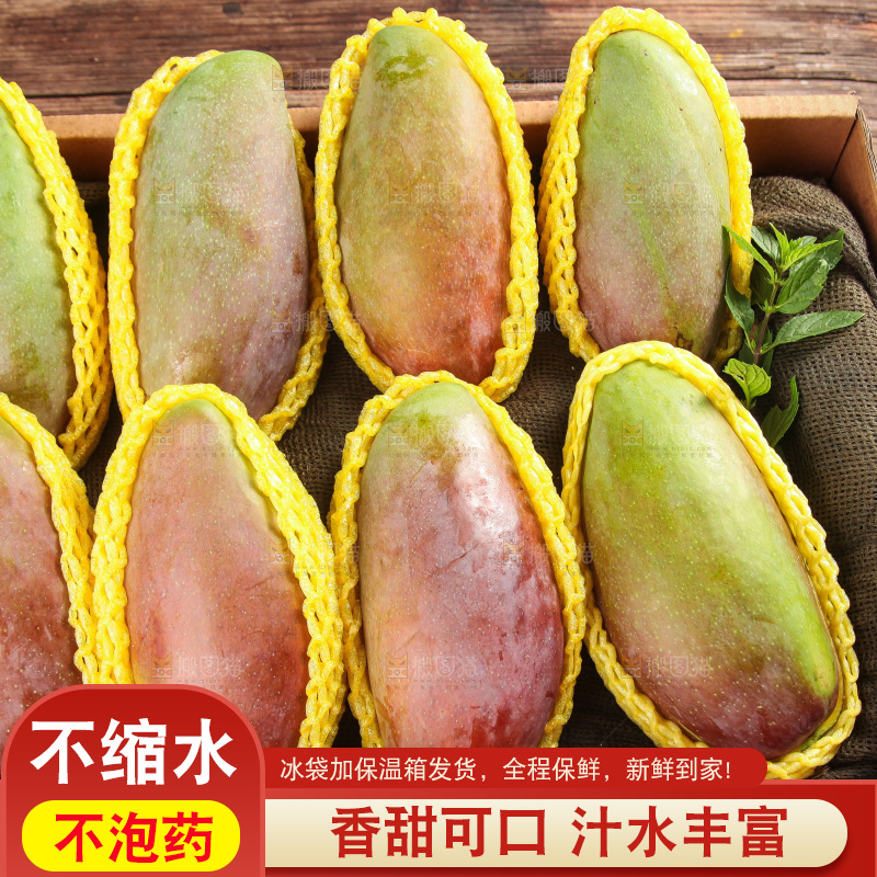 浅底上的贵妃芒