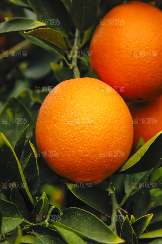 树上的新鲜橙子