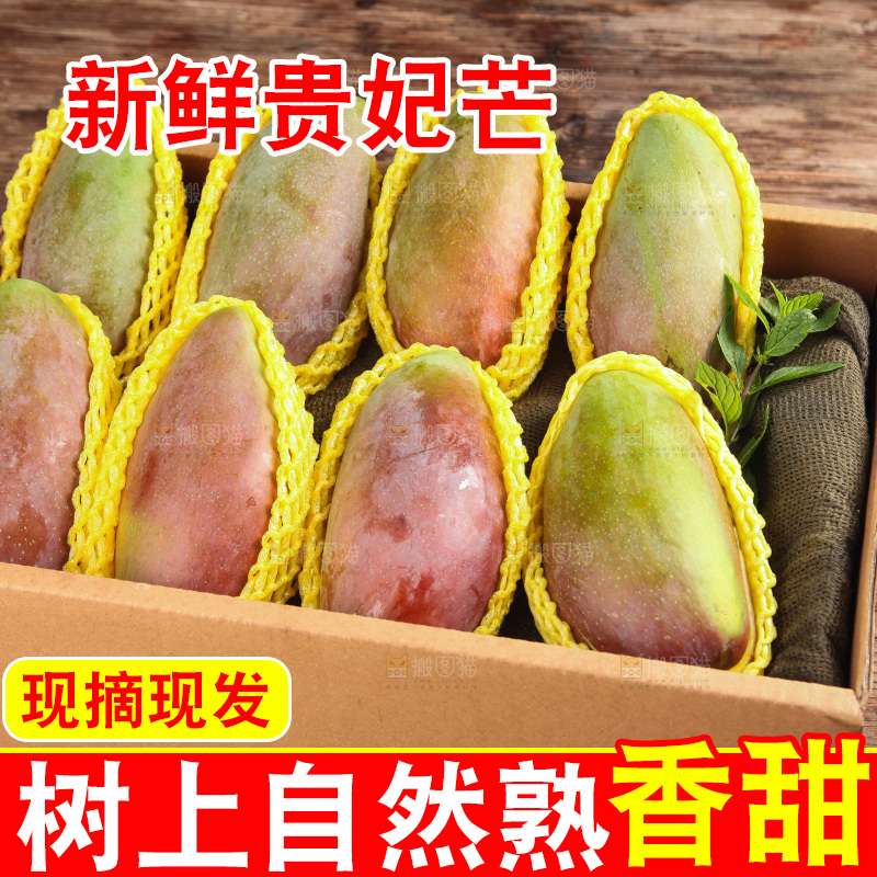 浅底上的贵妃芒