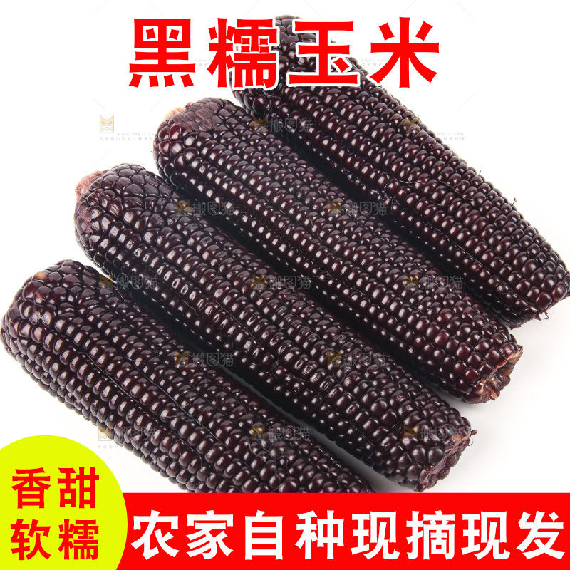 白底上的黑糯玉米