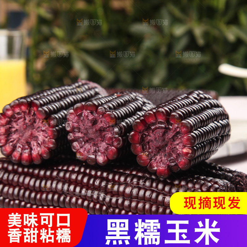 浅底上的黑糯玉米