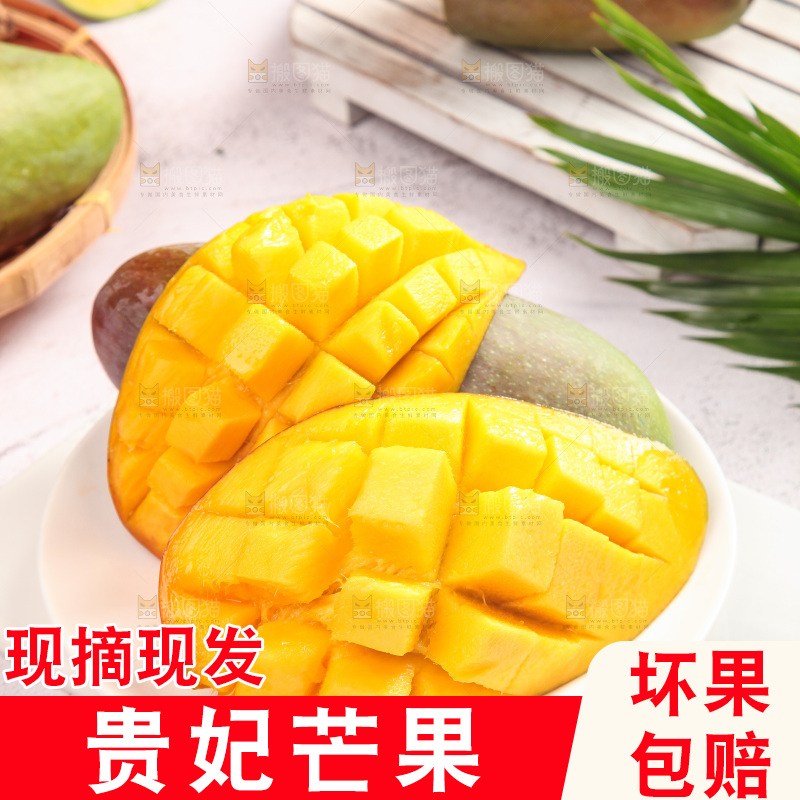 浅底上的贵妃芒